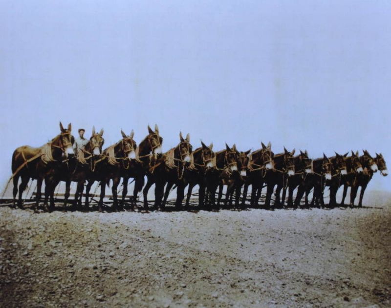 Команда мулов